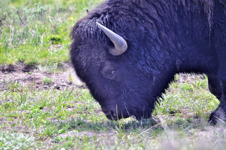headshot of buffalo upclose